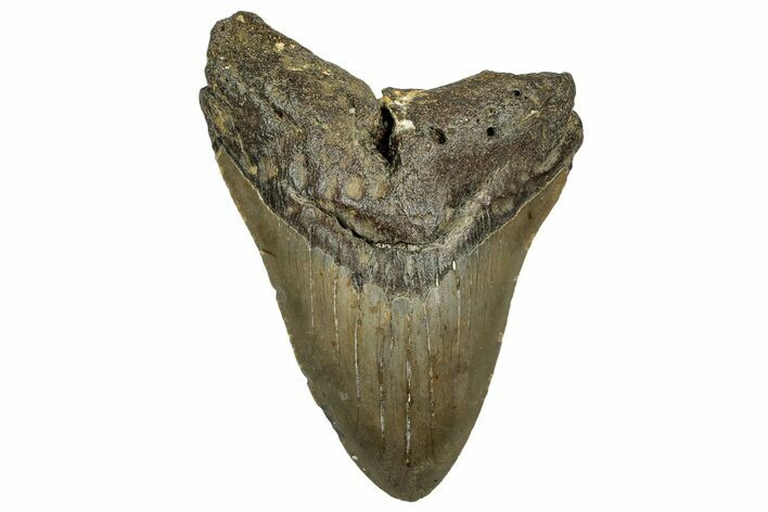 Fossil Megalodon Tooth - North Carolina #328849